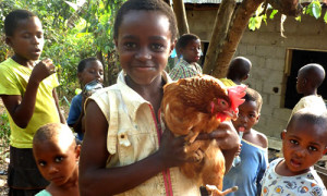 chicken-farm-orphans