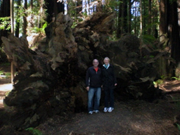 That's us, standing in front of an upturned redwood and its shallow root system.