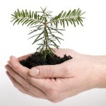 This this image (of hands holding an evergreen in soil) inspires my vision to nurture leadership talent through Evergreen Leadership